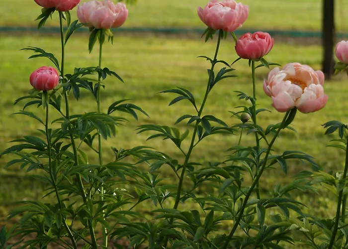 Ca' Marsure Alojamento de Acomodação e Pequeno-almoço